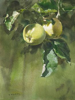 1639  Äpplen  38 x 28 cm.