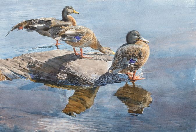 1704  Kort rast  38 x 56 cm