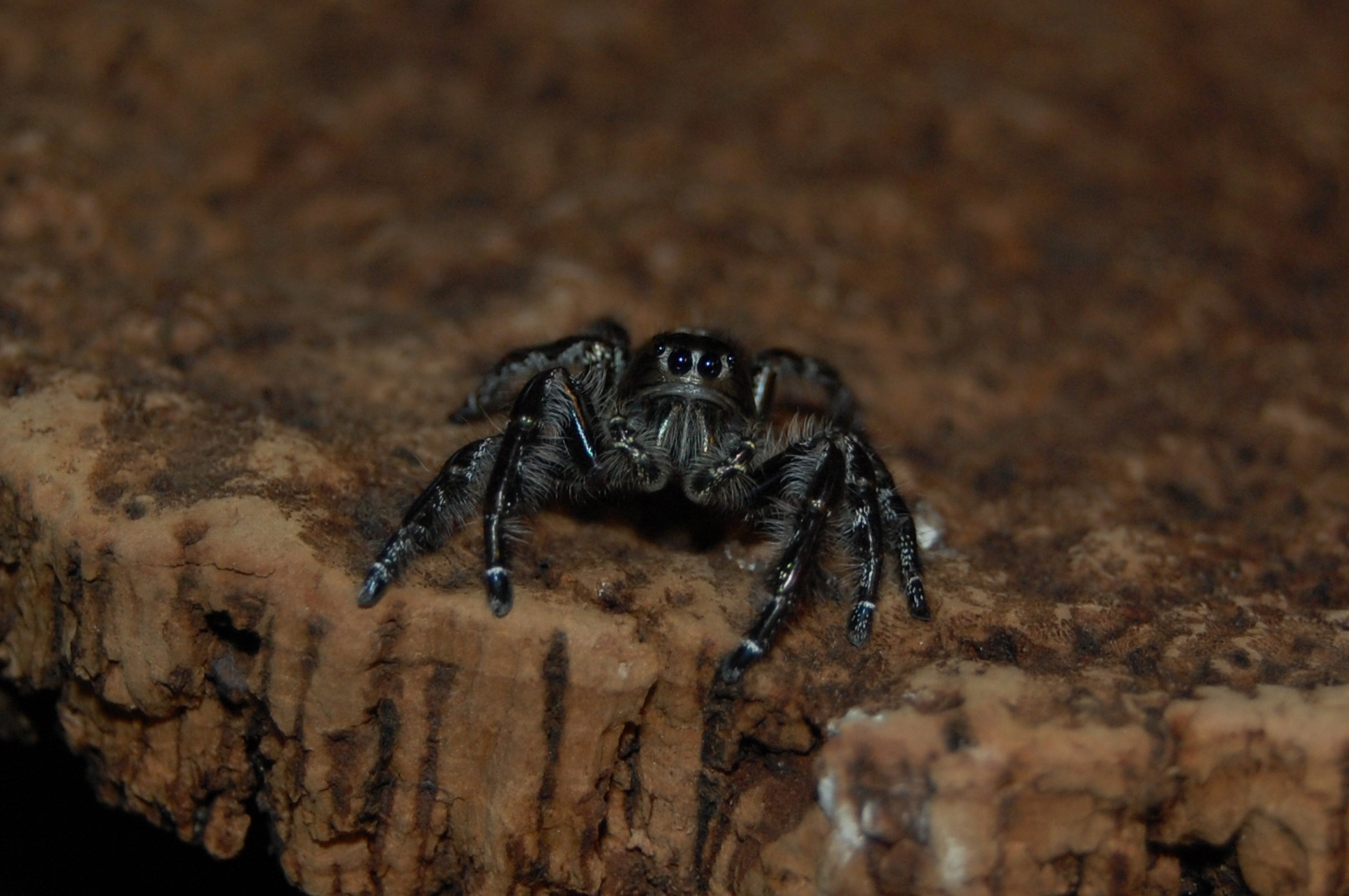 Hyllus giganteus han