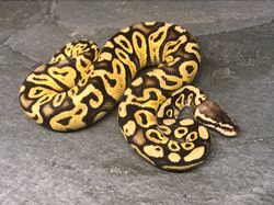 Pastel yellow belly (mulig het clown)