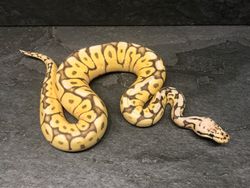 Killerbee enchi yellow belly (mulig het clown)?