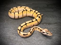 Bumblebee het ghost