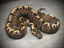 GHI het albino eller toffee