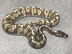 Lesser GHI