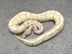 Fire banana + phantom yellow belly