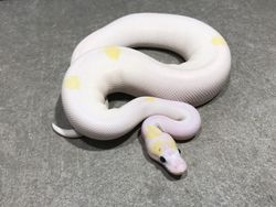 Super fire mulig pastel og enchi