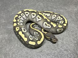 Mojave ghost