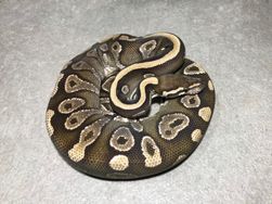 Mojave "dark"