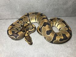 Enchi