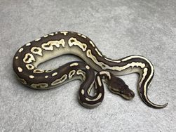 Black pastel mojave