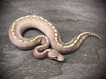 Mojave ghi ghost