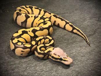 Super pastel yellow belly desert ghost
