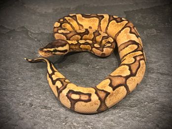 Pastel redstripe yellow belly enchi het desert ghost