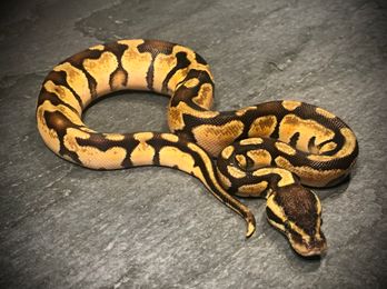 Enchi pastel het desert ghost het pied
