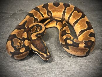 Enchi het desert ghost het pied