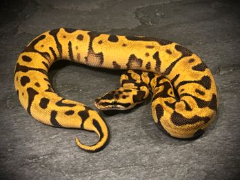 Leopard pastel enchi