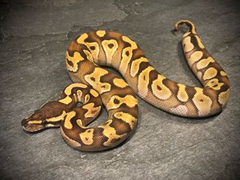 Enchi mojave het ultramel