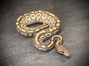 Mojave ghost