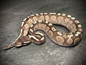 GHI lesser het ghost