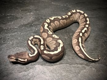 GHI lesser het ghost
