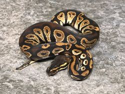 Blackhead het albino