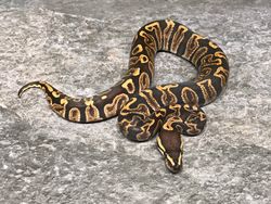GHI het albino