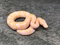 Blackhead GHI albino