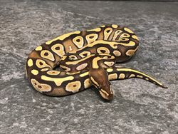 Mojave