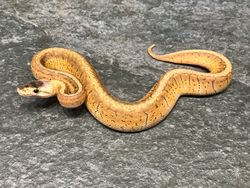 Pastel pin