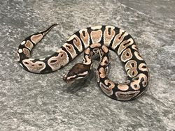 Axanthic vpi (mulig het snow)