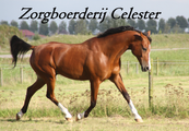 Zorgboerderij Celester