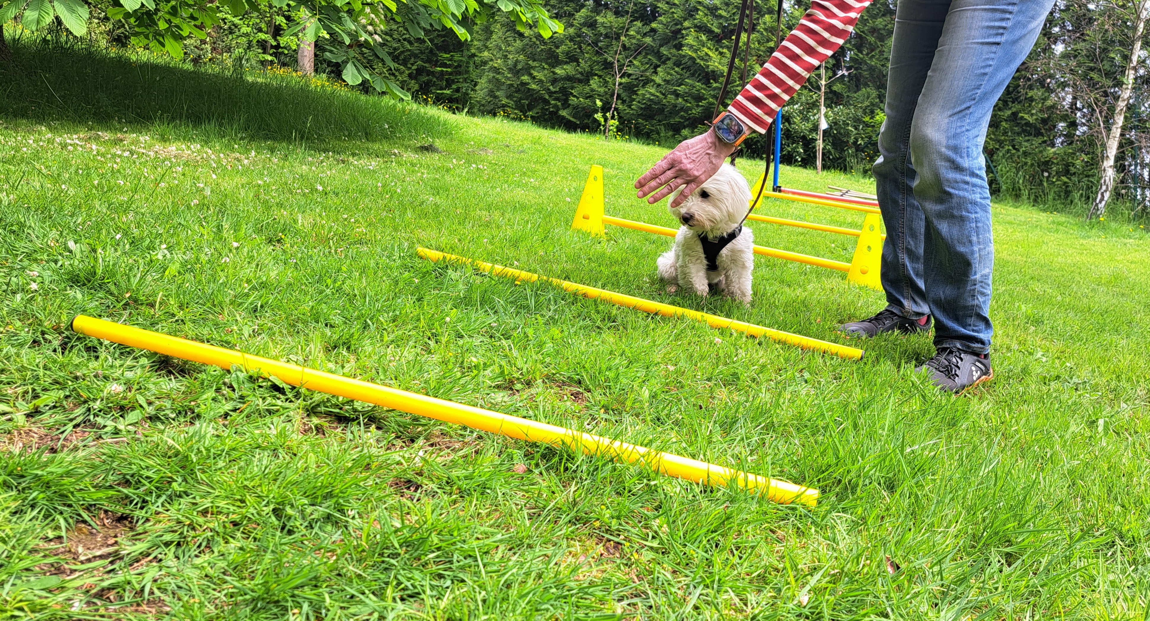 Cavaletti Training mit Hund - Hundebeschäftigung
