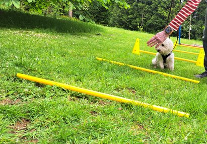 Cavaletti Training mit Hund - Hundebeschäftigung Cavaletti Training mit Hund - Hundebeschäftigung