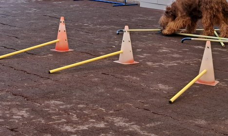 Cavaletti Training Tipps Cavaletti Training Tipps