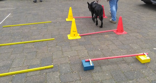 Cavaletti Training mit Hund - Tipps Cavaletti Training mit Hund - Tipps