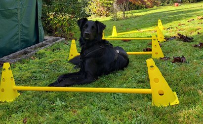 Cavaletti Training mit Hund - Hundebeschäftigung Cavaletti Training mit Hund - Hundebeschäftigung