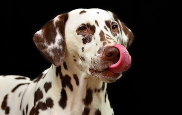 Rezepte für Hundekekse Rezepte für Hundekekse