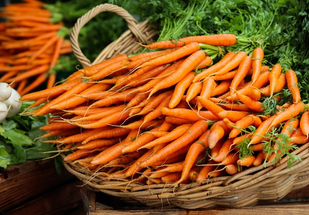 Möhren - Superfood für Hunde Möhren - Superfood für Hunde