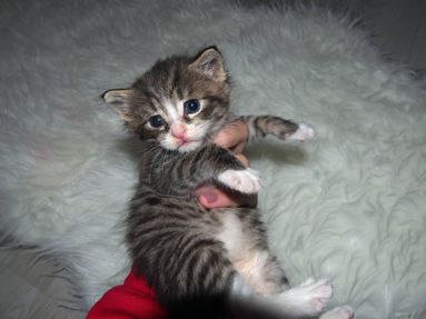 Kitten van doodzieke zwerfmama