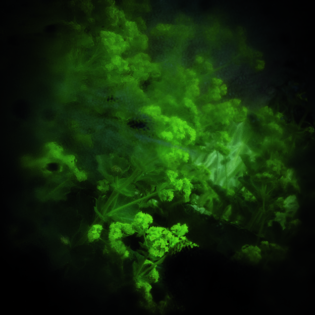 Alchemilla