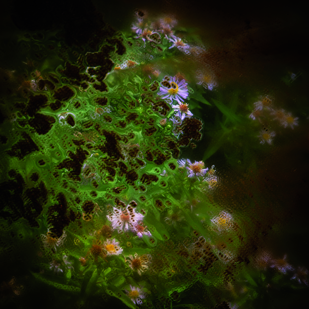 Aster