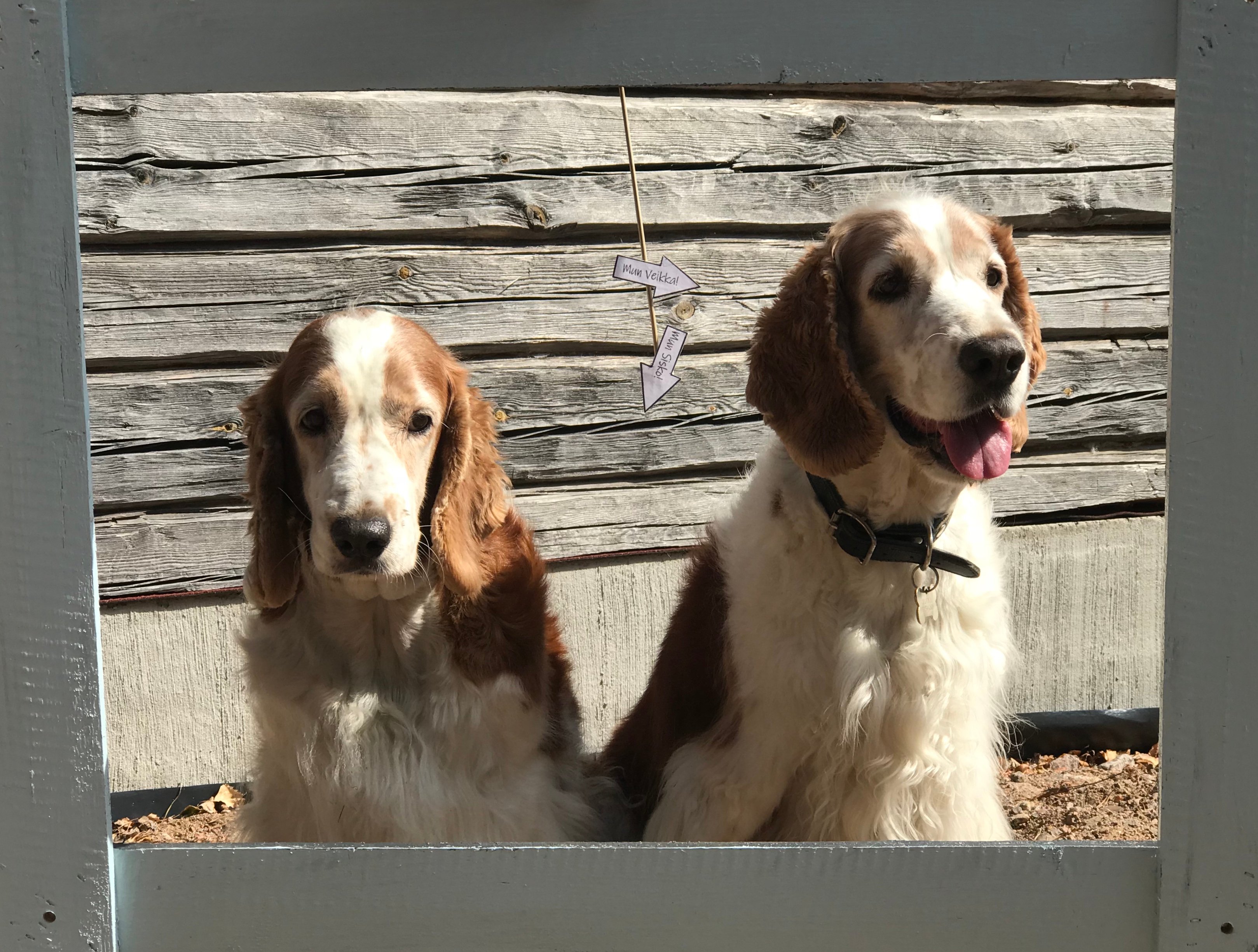 Galleria | Llewpart's